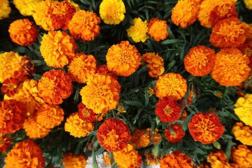 Fleurs cultivées : Souci