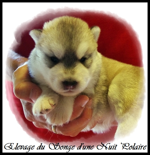Chiot Husky Femelle 2 (12j)