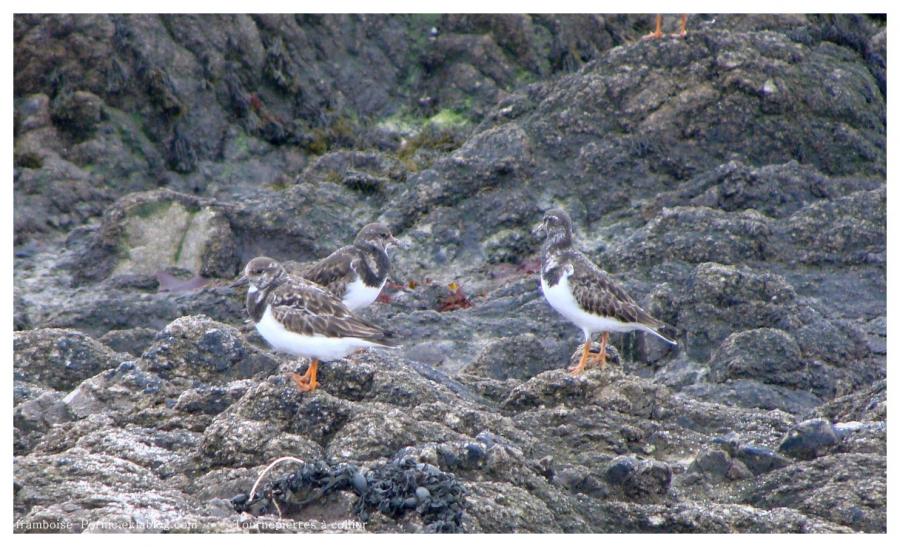 Le tournepierre à collier au Croisic 