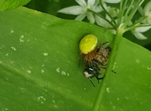 Araignées et Phobies