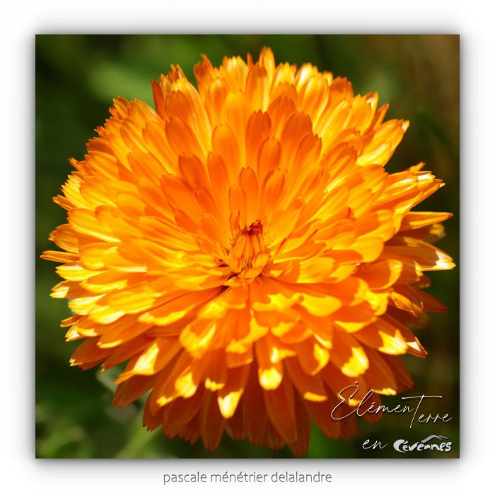 Calendula géant