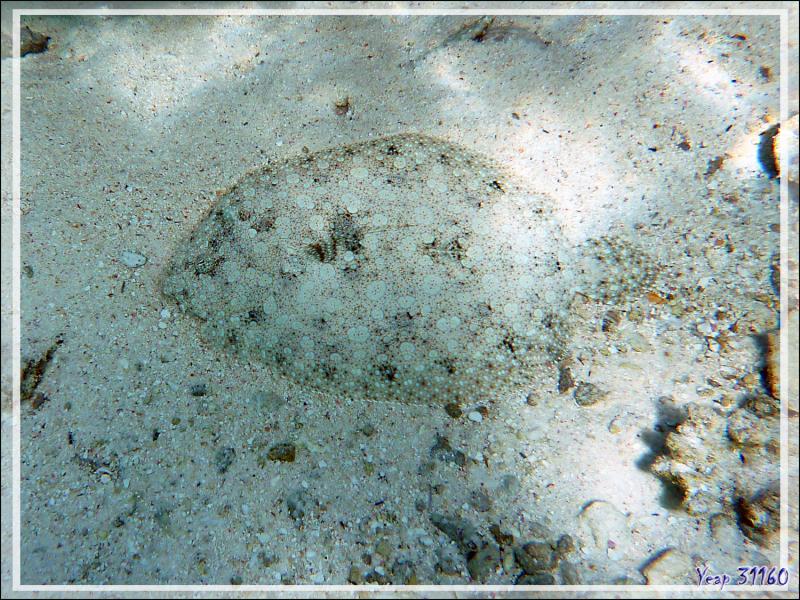 Turbot tropical ou Rombou tropicale ou Sole tropicale, Flowery flounder (Bothus mancus) - Pension Kuriri - Maupiti - Polynésie française