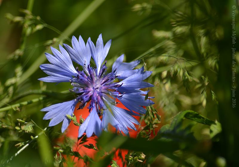 Jardin des Plantes de Paris : Jolis coquelicots
