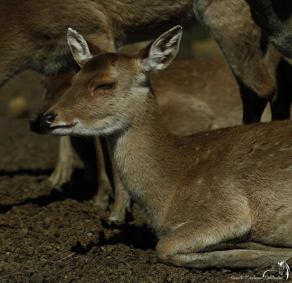 Cerf du Vietnam