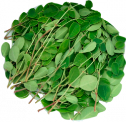 LES VERTUS FABULEUSES DU MORINGA!