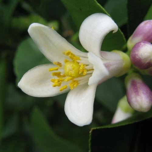Arbre fruitier  ; Citronnier