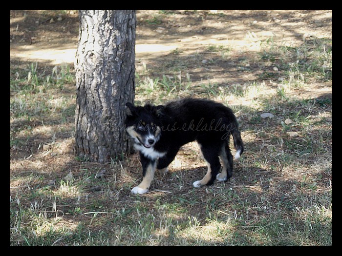 Tranches de vie d'un Australian Shepherd