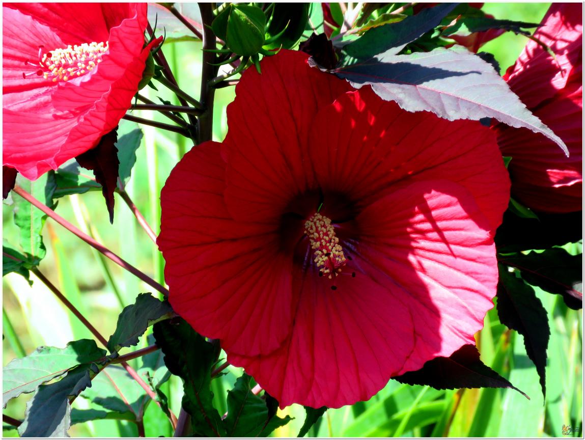 ENCORE ...Hibiscus géant rouge