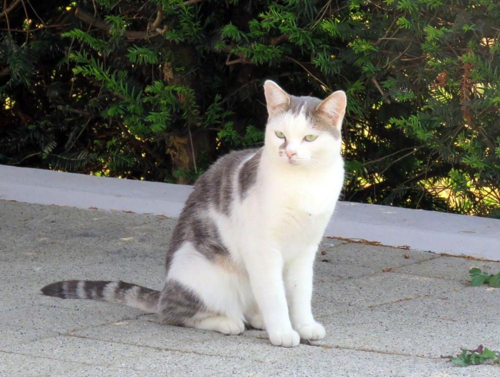 Balade à vélo depuis Fessenheim -3