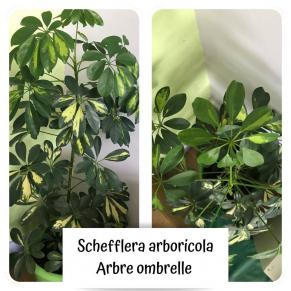 Les plantes en classe 