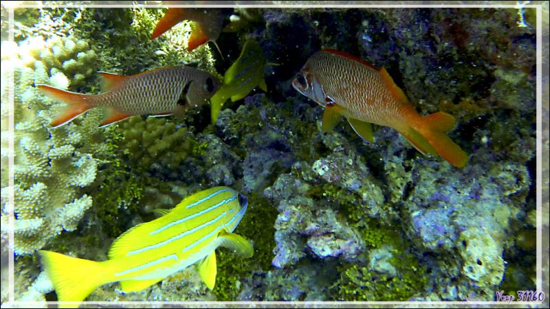 Vivaneau à raies bleues, Poisson soldat et Poisson-écureuil à épines - Tumakohua (passe sud) - Atoll de Fakarava - Tuamotu - Polynésie française