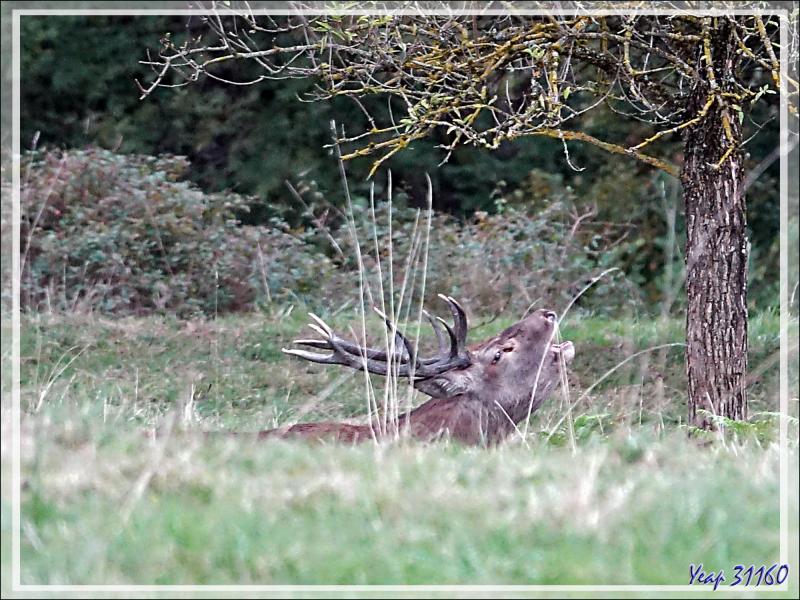 01/10/2020, 19 h 35 : J'ai pris quelques risques et me suis approché dans le pré au risque de me faire repérer - Lartigau - Milhas - 31