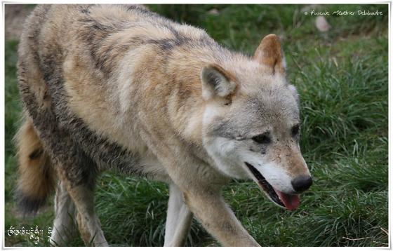 Loups de Pologne (Canis lupus lupus)