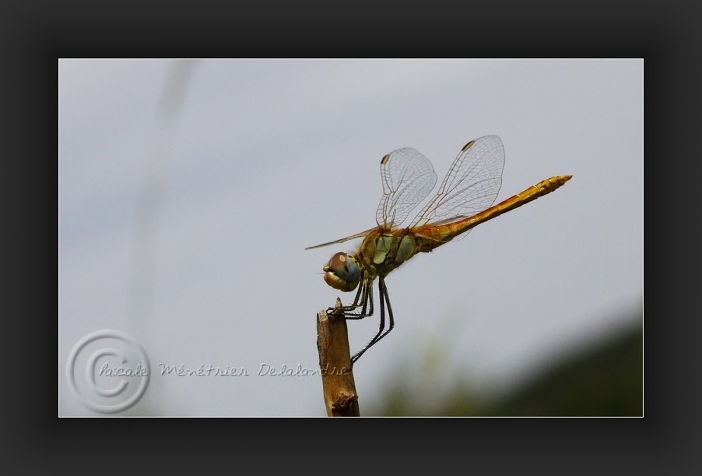  Sympetrum striolatum - Sympétrum strié ???