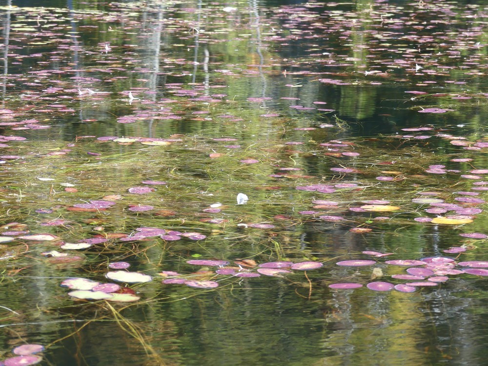 Rabaska à la pourvoirie du Lac Blanc au Canada...