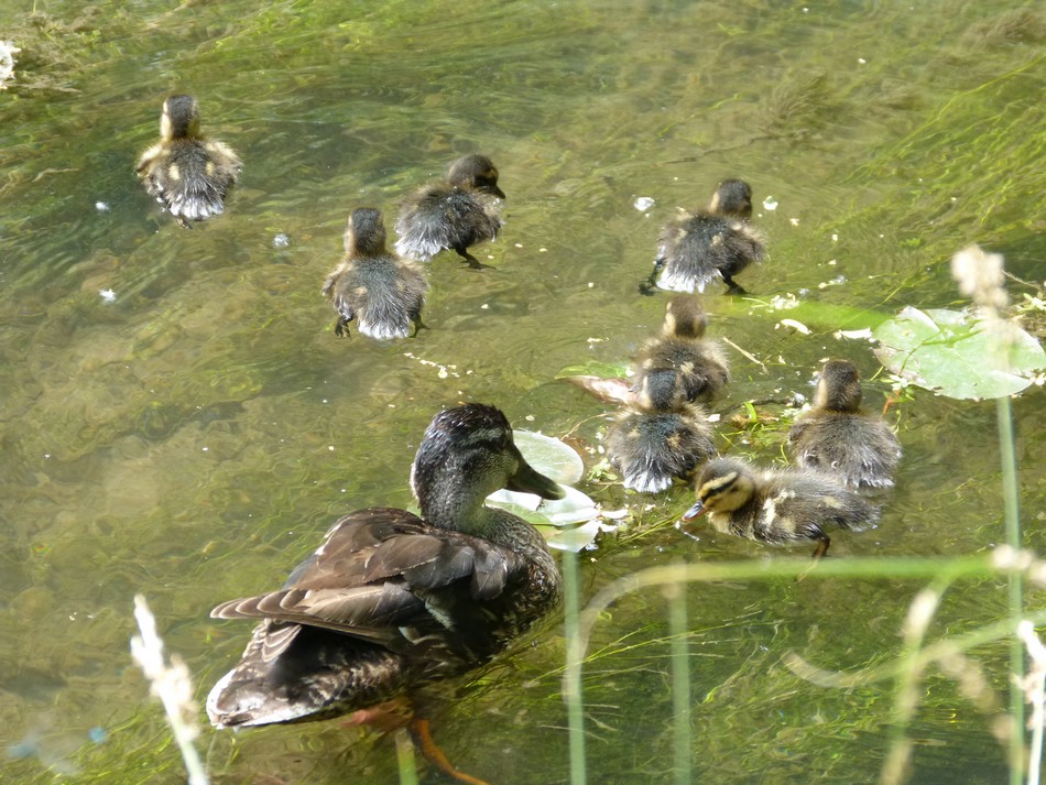 Des cygnes, des cannes et des cannetons