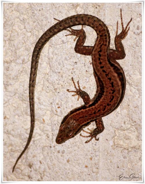 Lézardons !