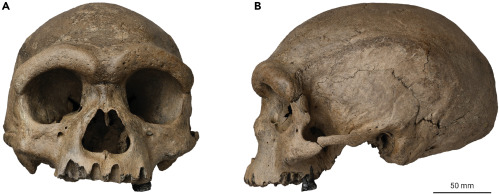 Crâne de l'Homme dragon ou Homme de Harbin, Homo longi.jpg