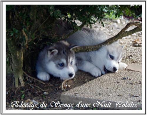 Portée de Felya (3 décembre 2015)