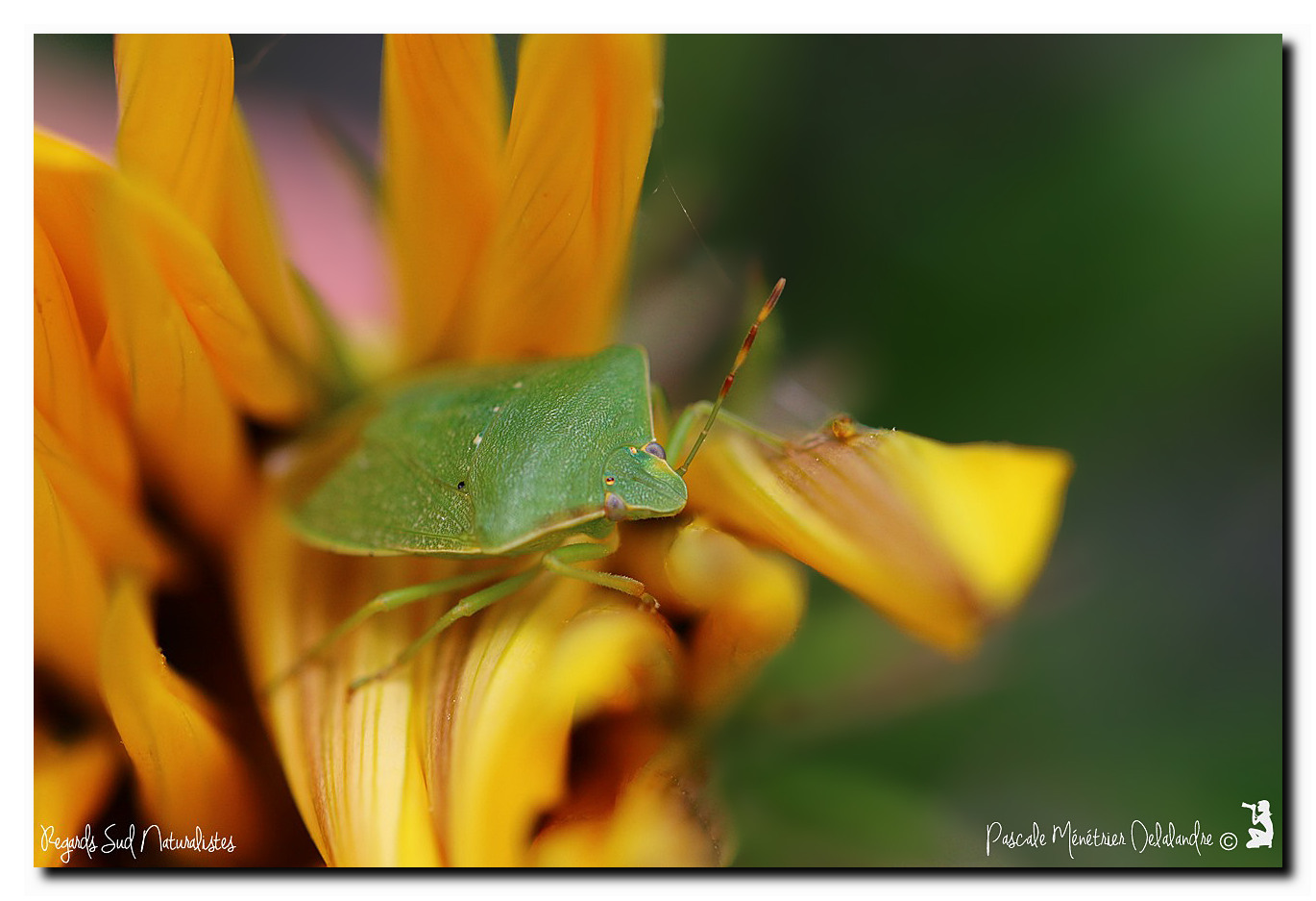 Punaise verte (Palomena prasina)