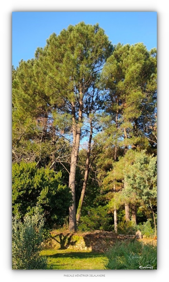Bancels ou Faïses en Cévennes