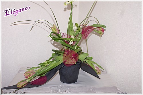 01 19 01 2010 elegance 4