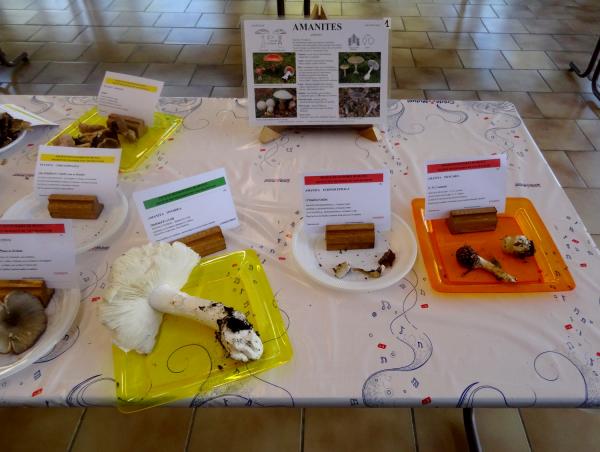L'exposition de champignons présentée à la fin du Congrès National de Mycologie 2014 à Châtillon sur Seine