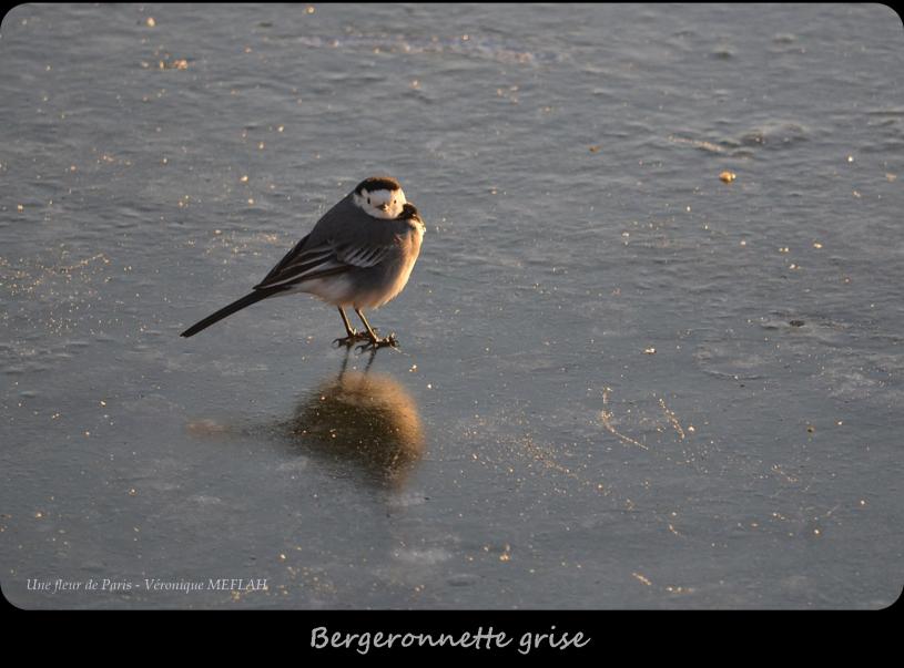Rambouillet : Deux ans de photographies d'oiseaux