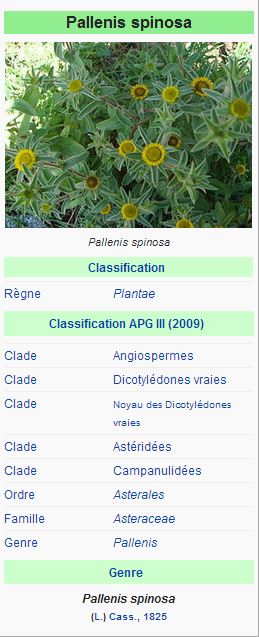 Astérolide épineux, le Buphthalme épineux ou le Pallénis épineux (Pallenis spinosa) 