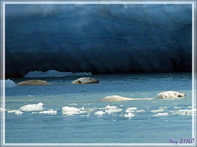 L'ourse et son gros ourson de Croker Bay - Devon Island - Nunavut - Canada