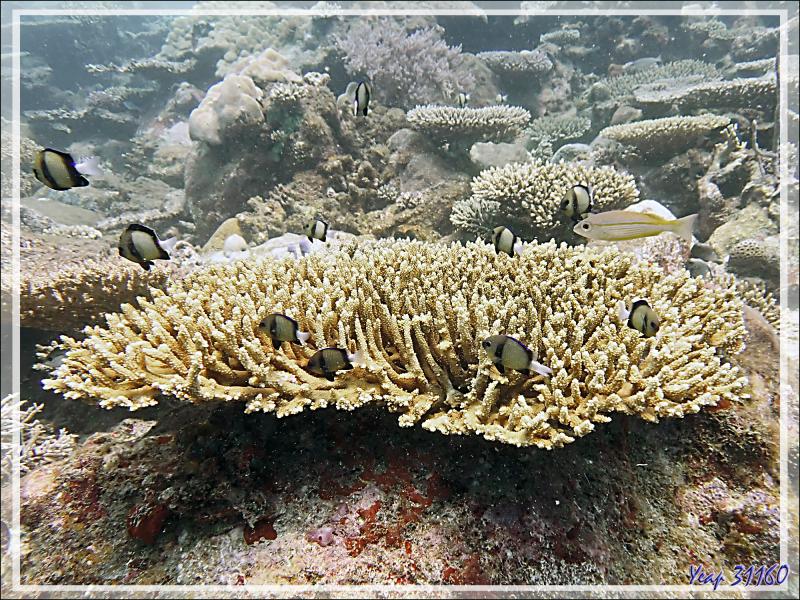 Demoiselles obsures,  Dascyllus indiens, Cloudy dascyllus, Indian dascyllus (Dascyllus carneus) - Betaniazo - Nosy Tsarabanjina - Nosy Mitsio - Madagascar