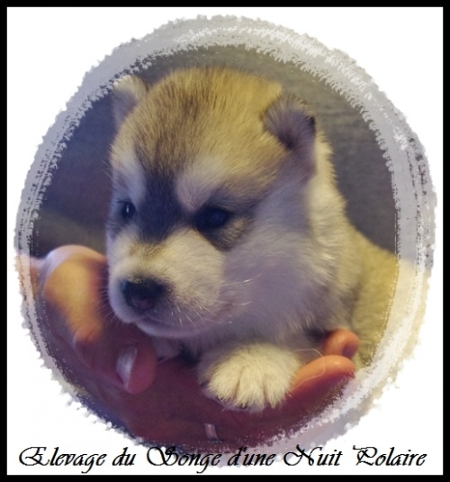 Chiot Husky Femelle 2 (17j)