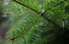 Recyclez votre sapin de Noël