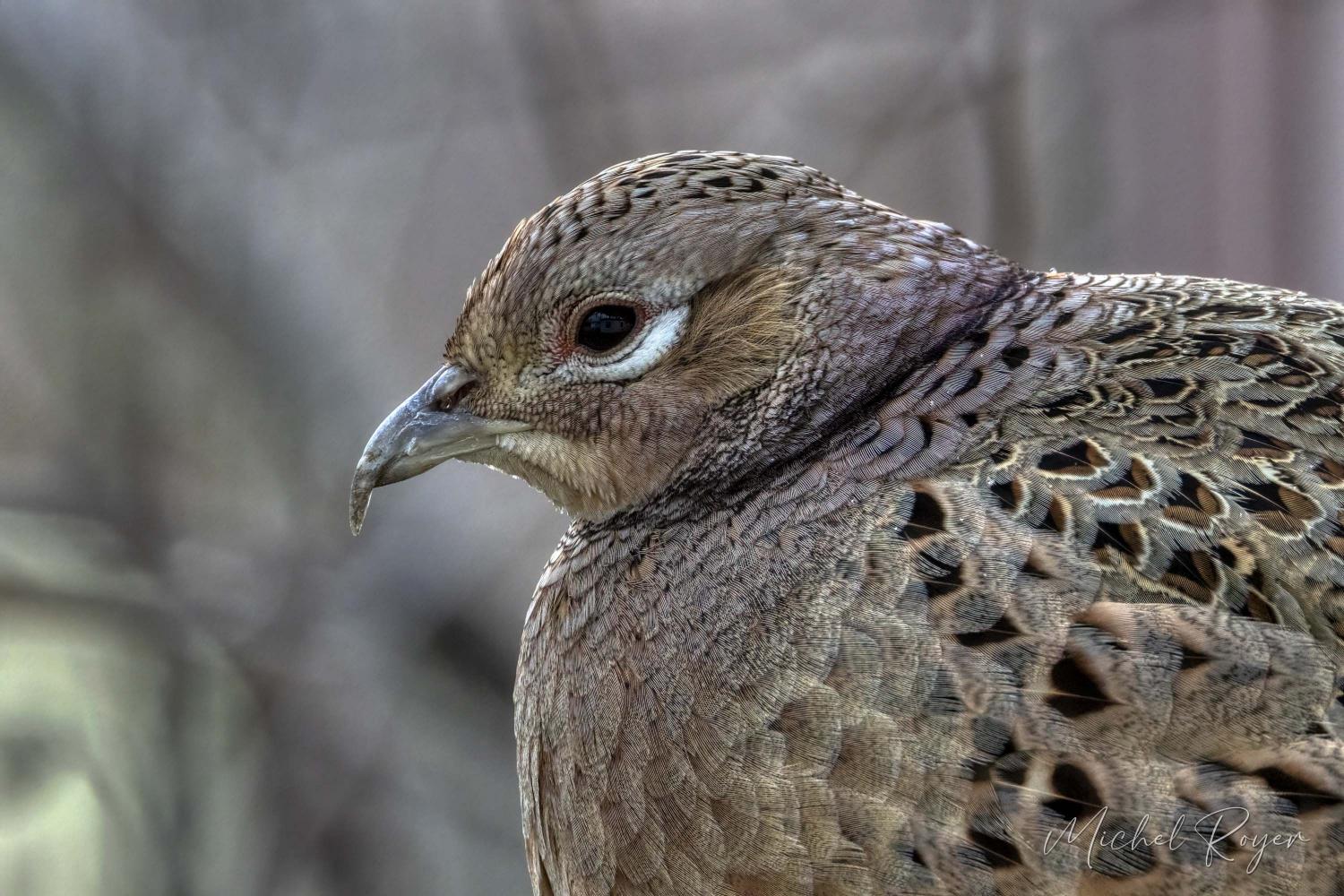 Poule faisane égarée