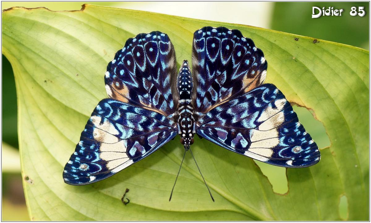 Craqueur Turquoise (1) - Hamadryas arinome