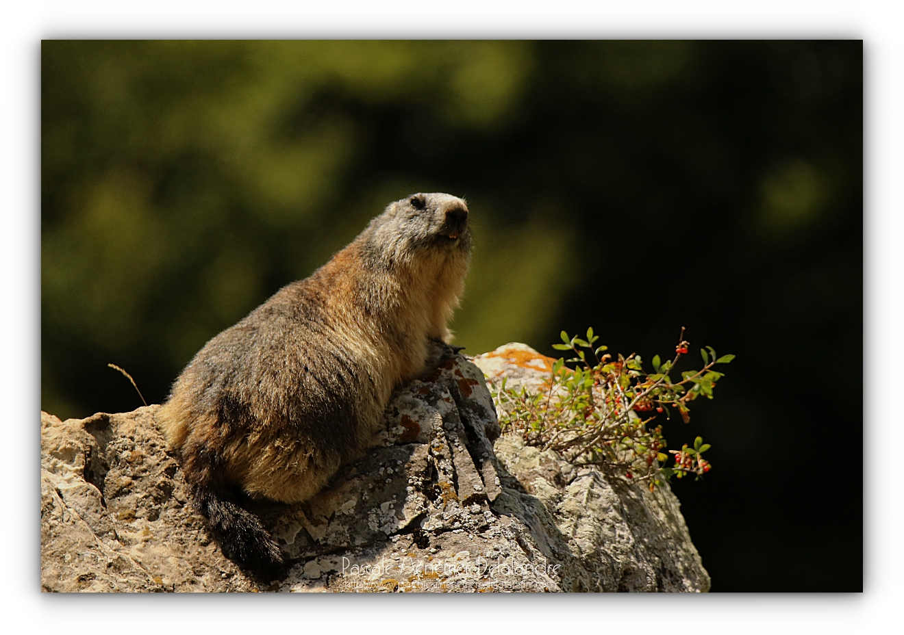 Marmottes des Alpes dans les Pyrénées.