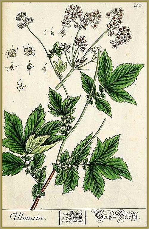 Vertus médicinales des plantes sauvages : Reine-des-prés