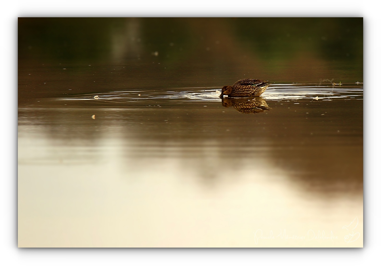 Cohabitation sur le lac...