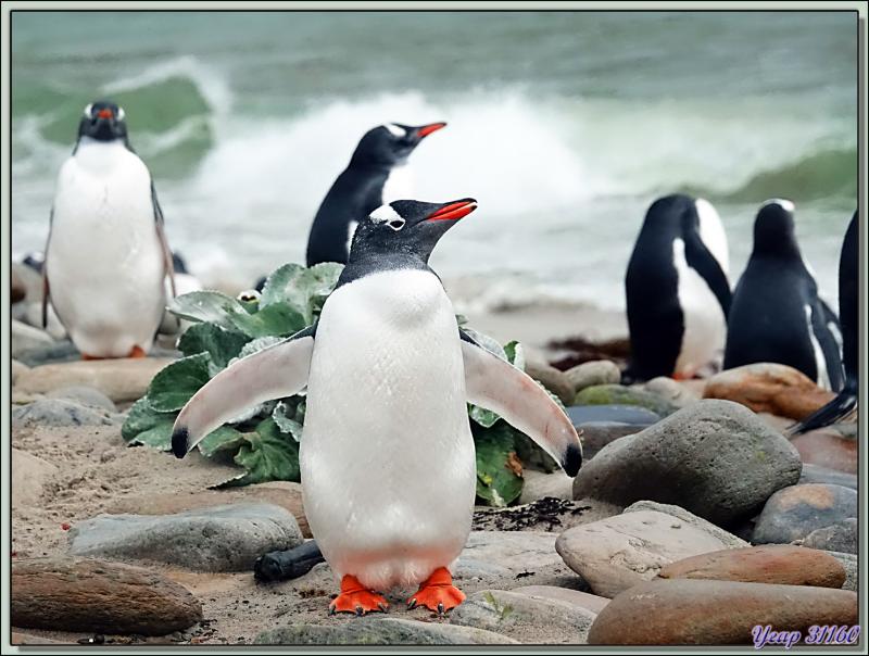 Grave Cove : le domaine des Manchots papous, Gentoo Penguin (Pygoscelis papua) - West Falkland (Malvinas, Malouines) - Grande-Bretagne