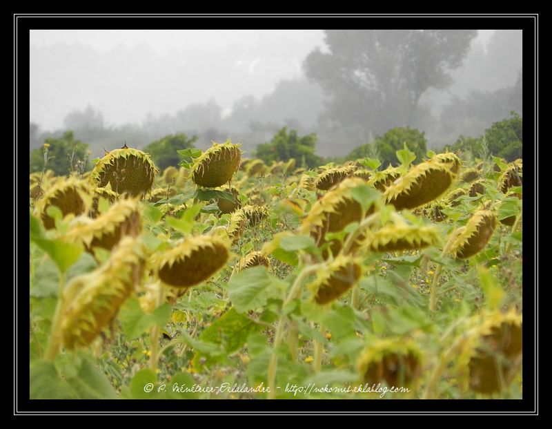 Sur la route de Foissac - Gard