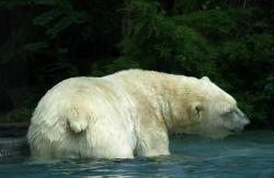 Animal de la semaine- L'Ours Polaire.