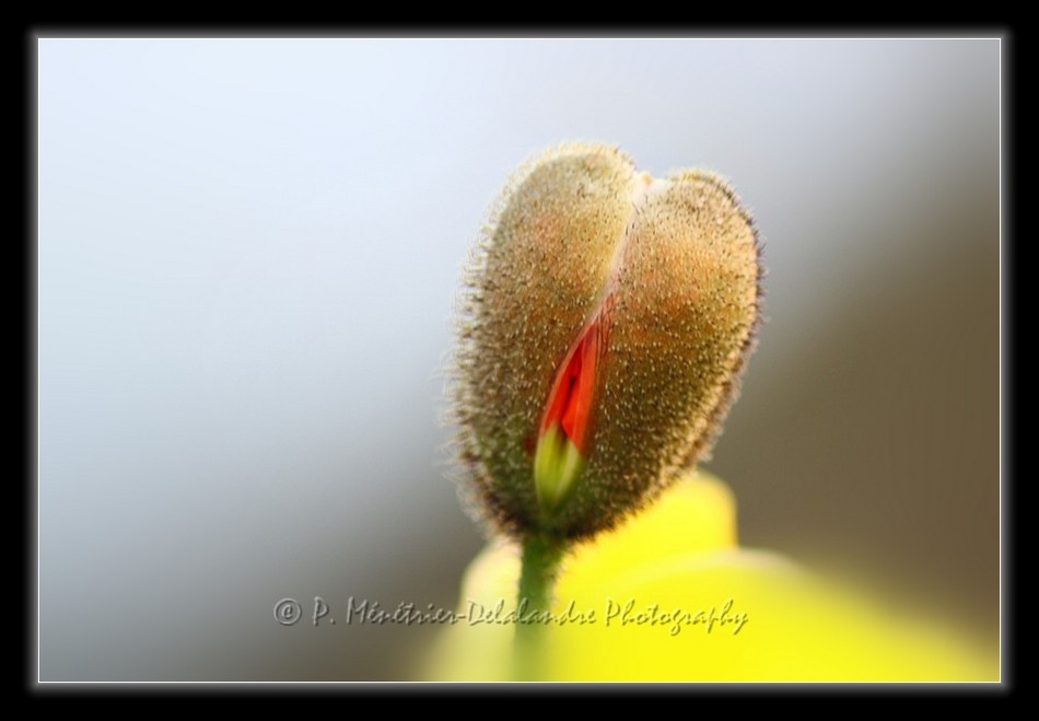 Fleur de Pavot...