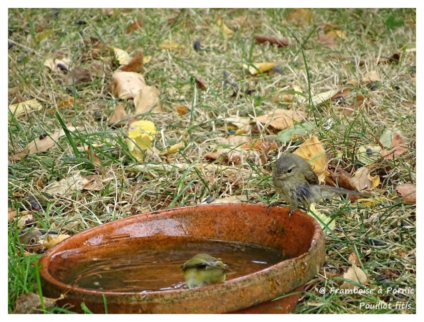 Pouillot Fitis du jardin - 2016 -