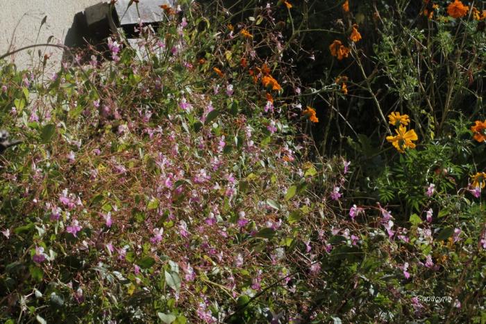 Feu d'artifice d'automne : Balsamines et Asters