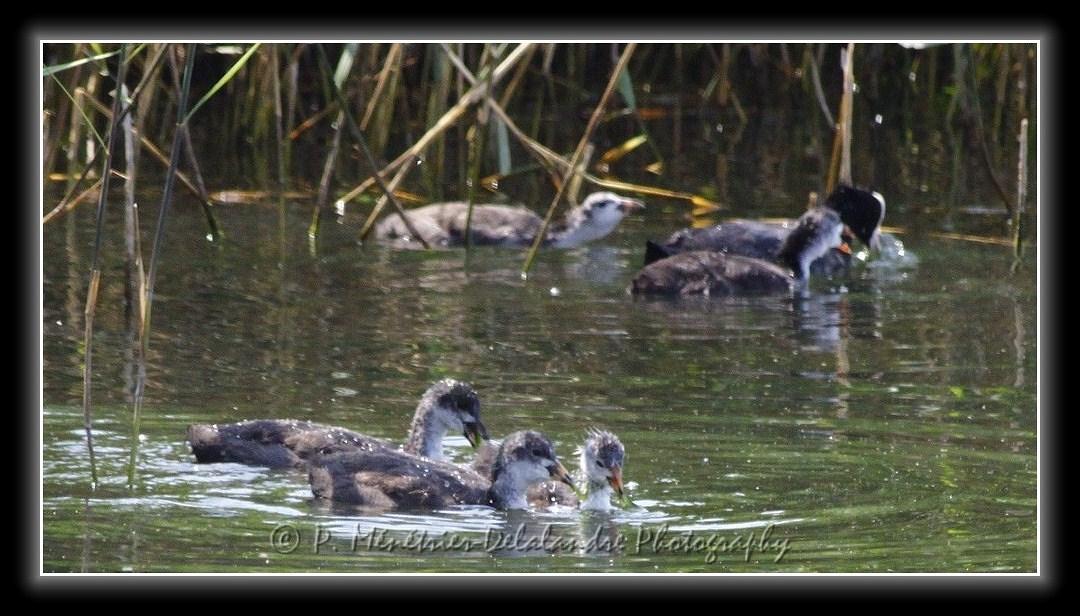 Famille de foulques macroules...