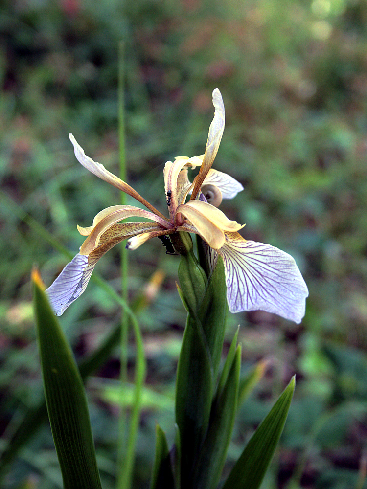 Iris fétide (Iris foetidissima) - Saint-Clément-des-Baleines - Ile de Ré - 17   posté le lundi 17 novembre 2008