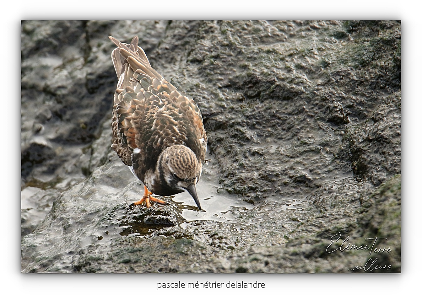 Tournepierres à collier ♂ et ♀