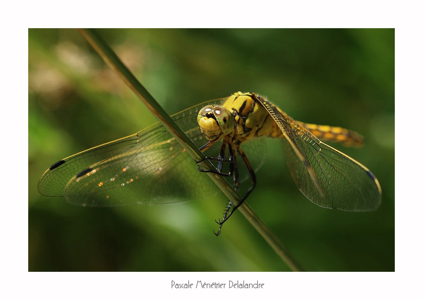 Orthétrum réticulé ♀ (Orthetrum cancellatum)