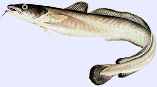 Les poissons divers
