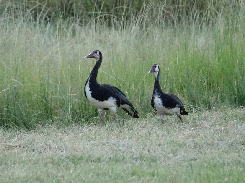 Oie-armée de Gambie, Spur-winged Goose (Plectropterus gambensis) - Fleuve Zambèze - Zimbabwe